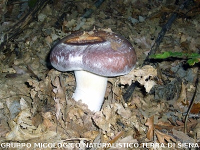 Cortinarius praestans