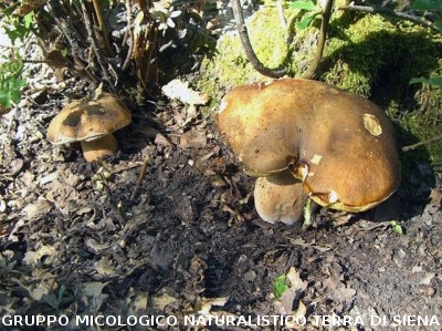 Boletus edulis 3