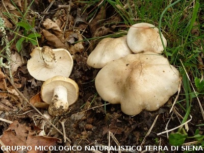 Calocybe gambosa 2