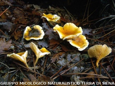 Hygrophoropsis aurantiaca