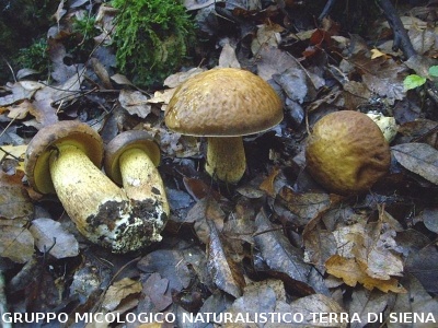 Leccinellum lepidum3 (syn. Leccinum lepidum)