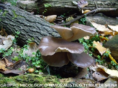 Pleurotus ostreatus 3