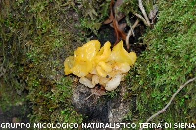 Tremella mesenterica