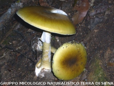Amanita phalloides