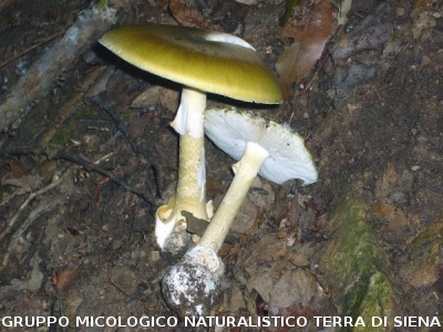 Amanita phalloides 2