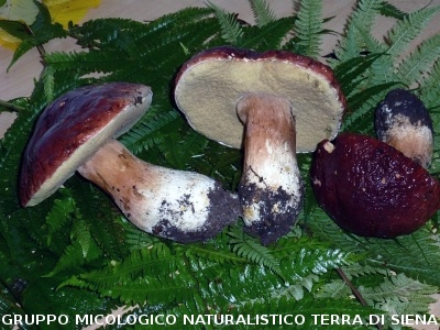 Boletus pinophilus