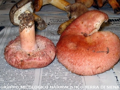 Lactarius torminosus