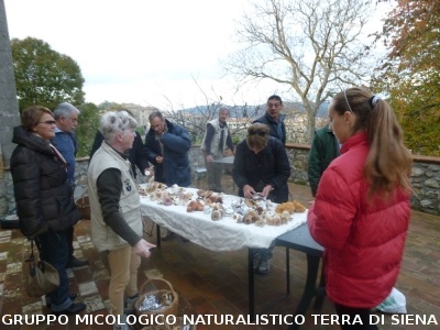 Ricerca funghi al Belagaio