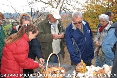 Ricerca funghi al Belagaio
