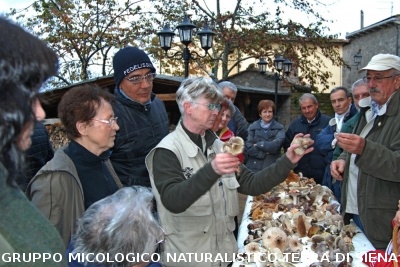 Ricerca funghi al Belagaio