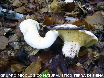 Lactarius vellereus