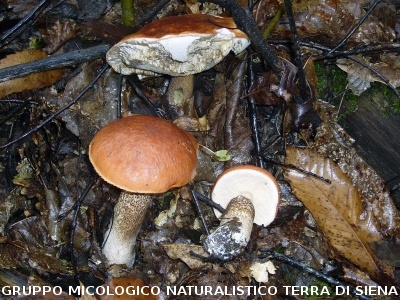 Leccinum quercinum (Vedi Leccinum Aurantiacum))