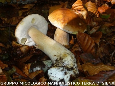 Boletus edulis 2 di faggio
