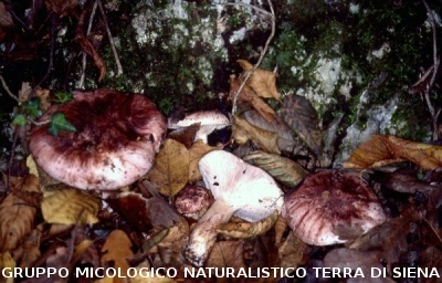 Hygrophorus russula 2