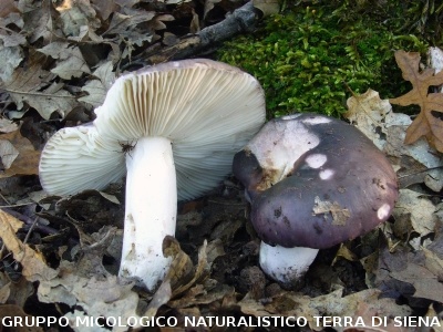 Russula cyanoxantha (syn. Russula cyanoxantha f. peltereaui; Russula cyanoxantha f. cutefracta)   