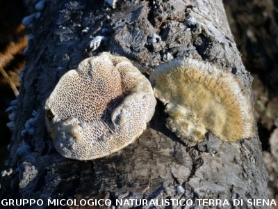 Trametes hirsuta