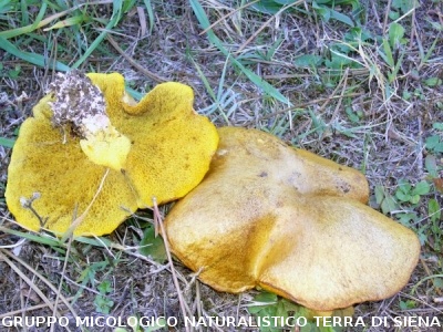 Suillus bovinus