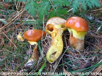 Suillus grevillei (syn. Suillus elegans)