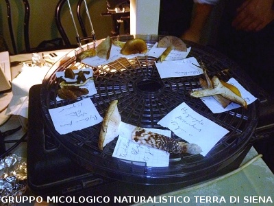XXIX Comitato Scientifico