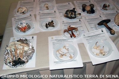 XXIX Comitato Scientifico