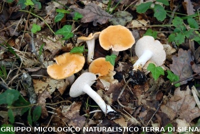 XXIX Comitato Scientifico