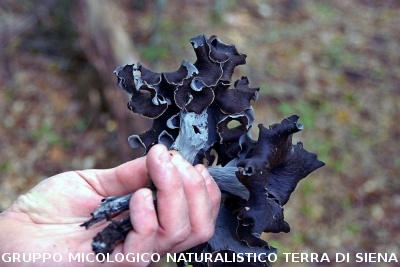 XXIX Comitato Scientifico
