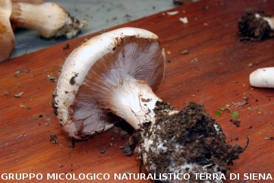 XXIX Comitato Scientifico