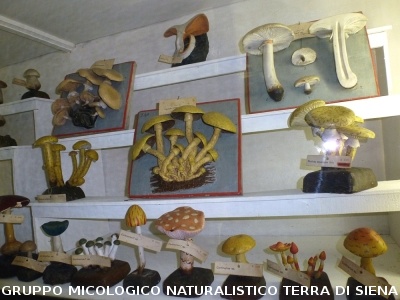 XXIX Comitato Scientifico