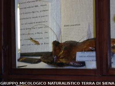 XXIX Comitato Scientifico