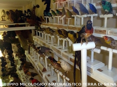 XXIX Comitato Scientifico