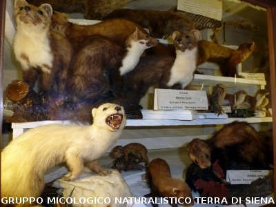 XXIX Comitato Scientifico