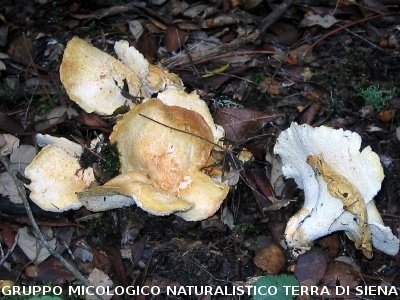 Albatrellus subrubescens