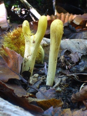 Clavariadelphus flavoimmaturus