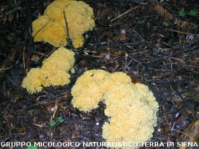 Ramaria aurea