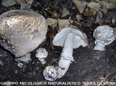Amanita excelsa (syn. A. excelsa var spissa)