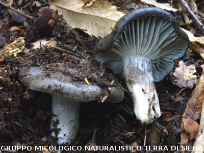 Hygrophorus  marzuolus