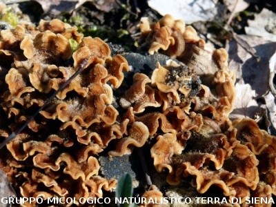 Stereum gausapatum