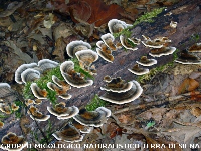 Trametes versicolor