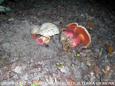 Rubroboletus satanas (syn. Boletus satanas)