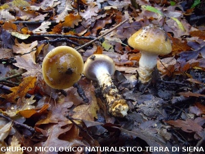 Cortinarius trivialis