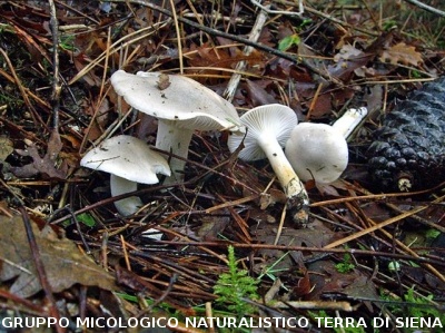 Hygrophorus agathosmus