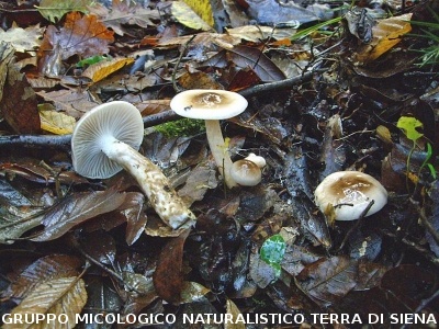 Hygrophorus persoonii (syn. Hygrophorus dichrous var fuscovinosus)