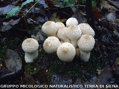 Lycoperdon perlatum 