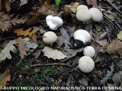 Lycoperdon pyriforme 