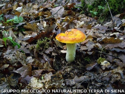 Russula aurea