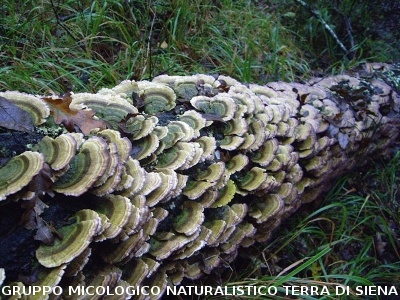Trametes versicolor 2