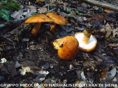 Tricholoma aurantium