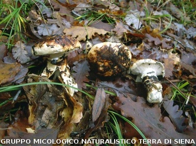 Tricholoma caligatum