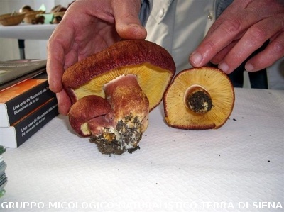 Tricholomopsis rutilans