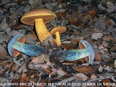  Suillellus luridus 2 (syn.  Boletus luridus)